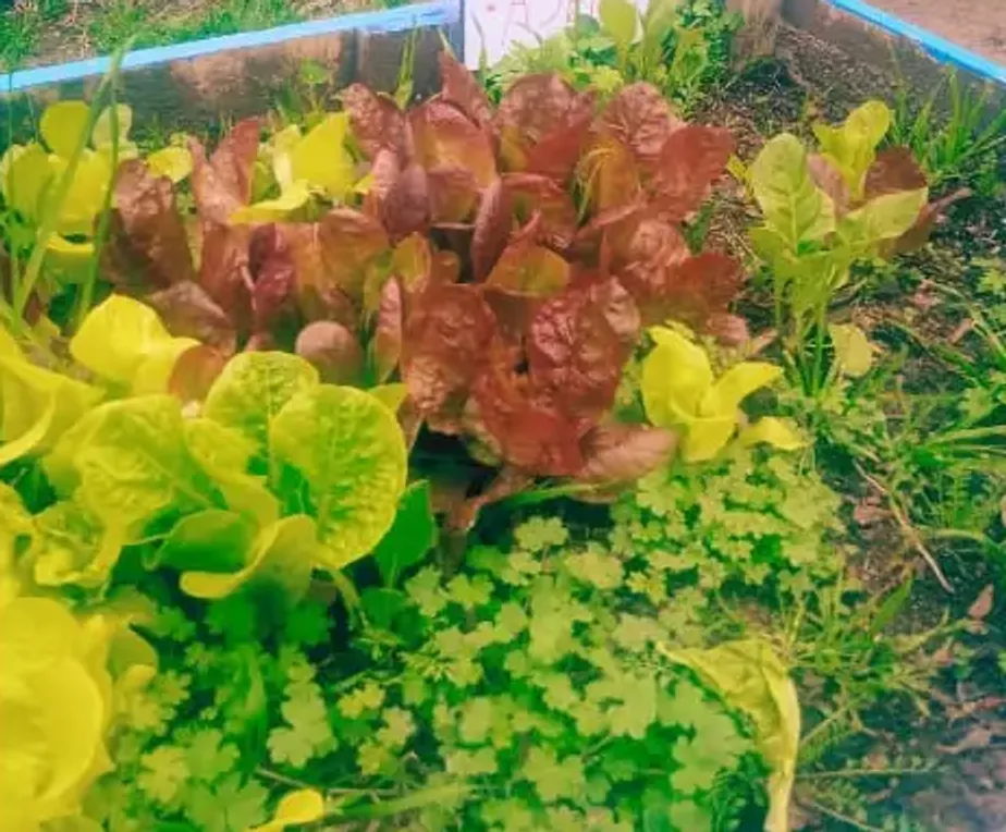 Las lechugas de la huerta del jardín